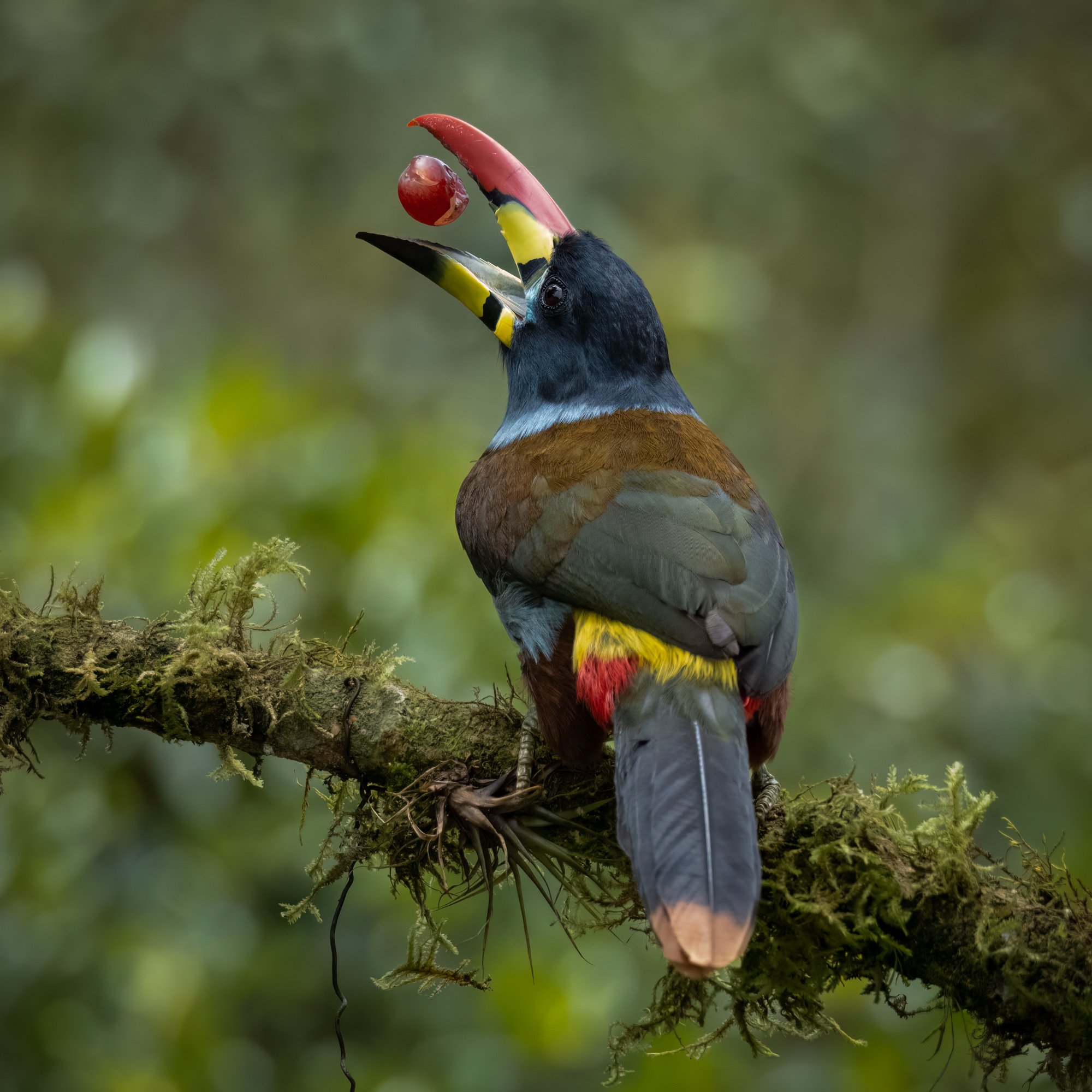 Grey Breasted Mountain Toucan