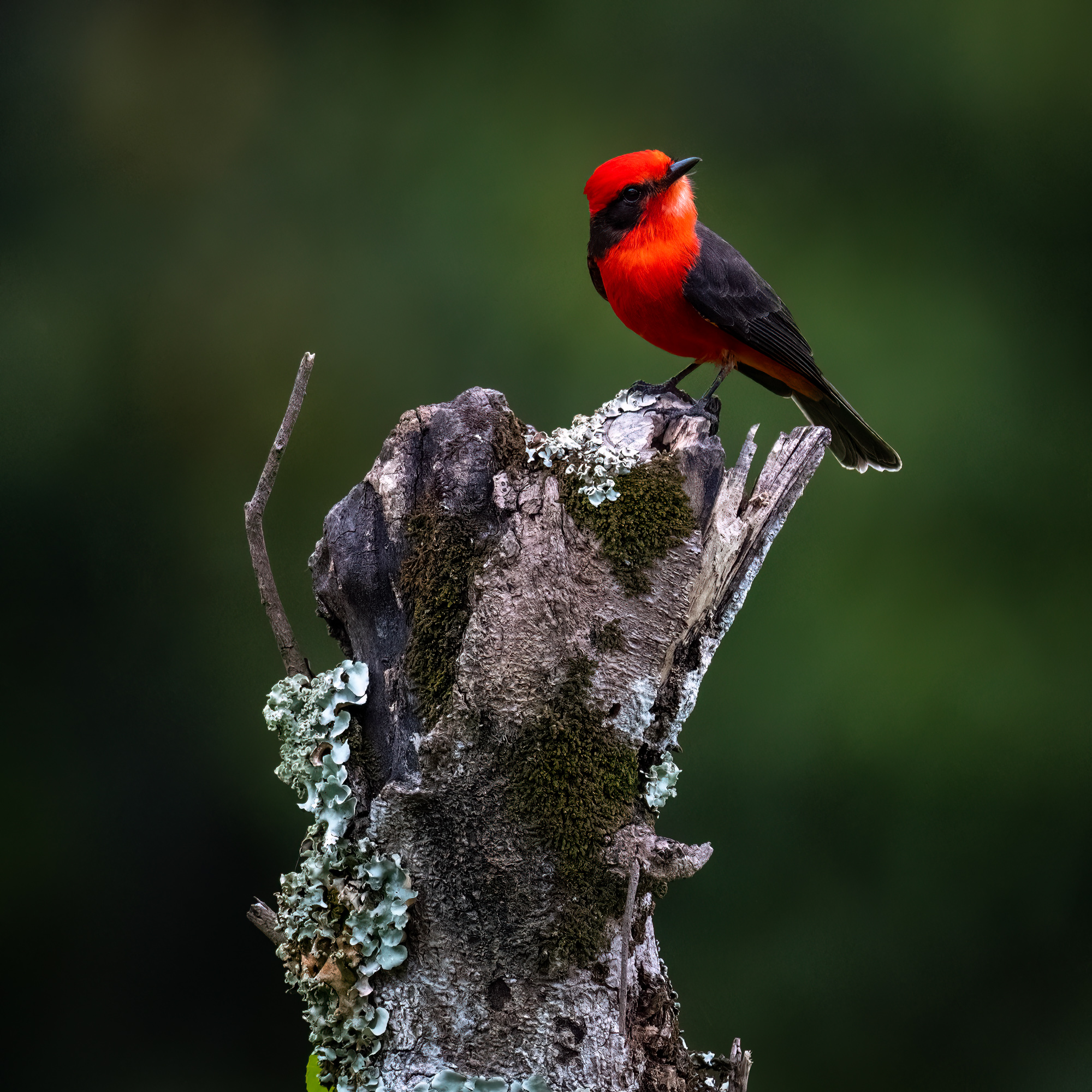 Vermillion Flycatcher
