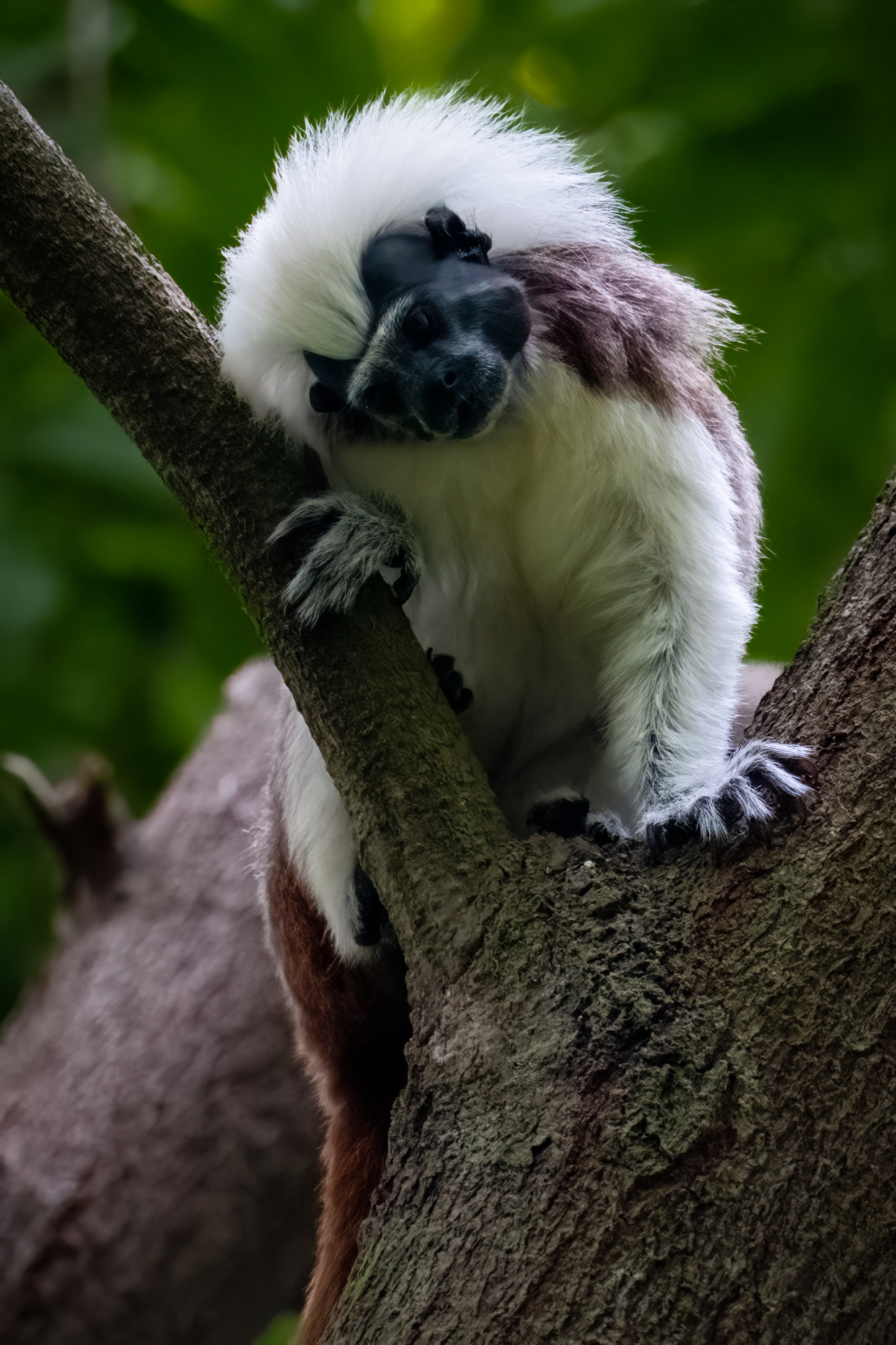 Cotton Top Tamarin