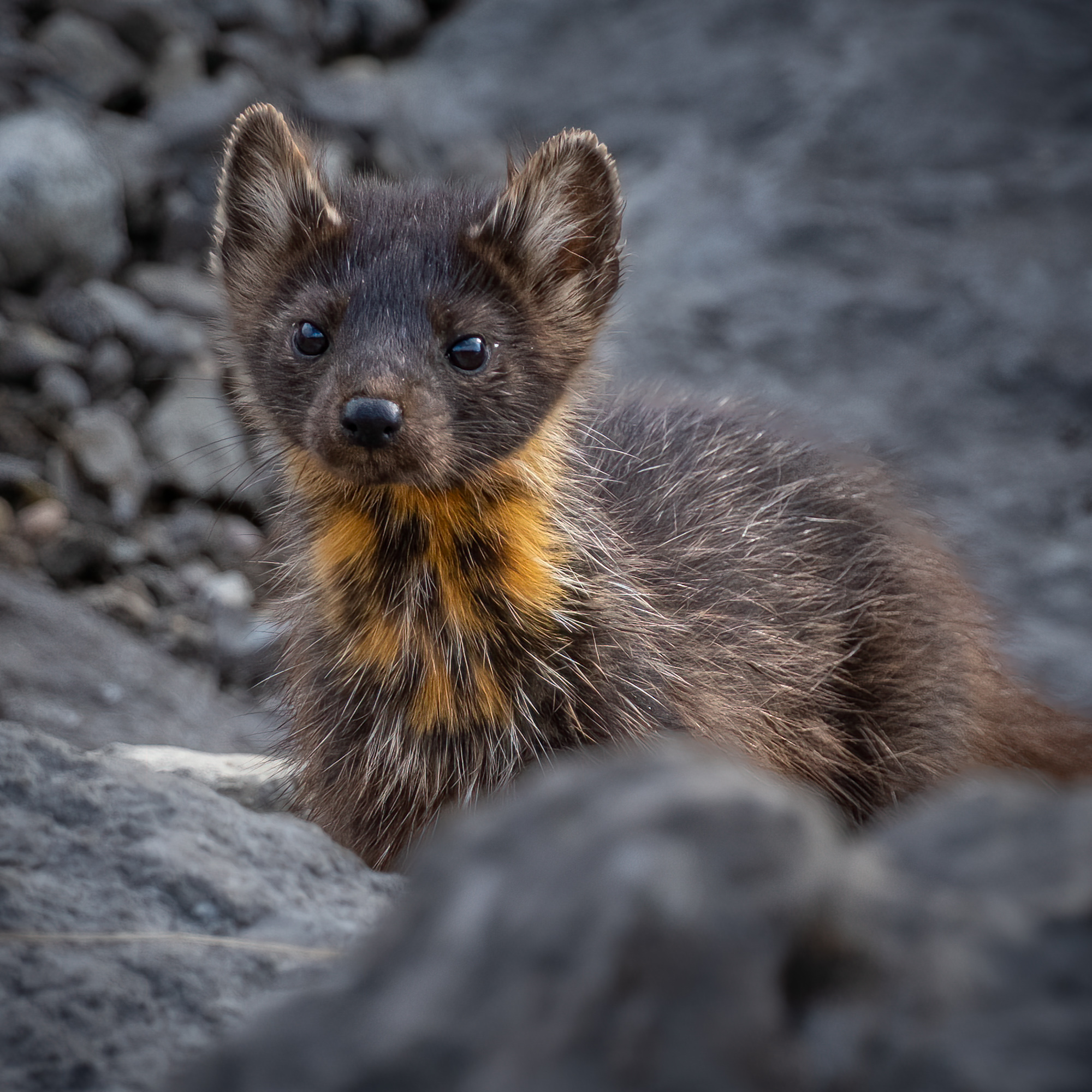 American Marten
