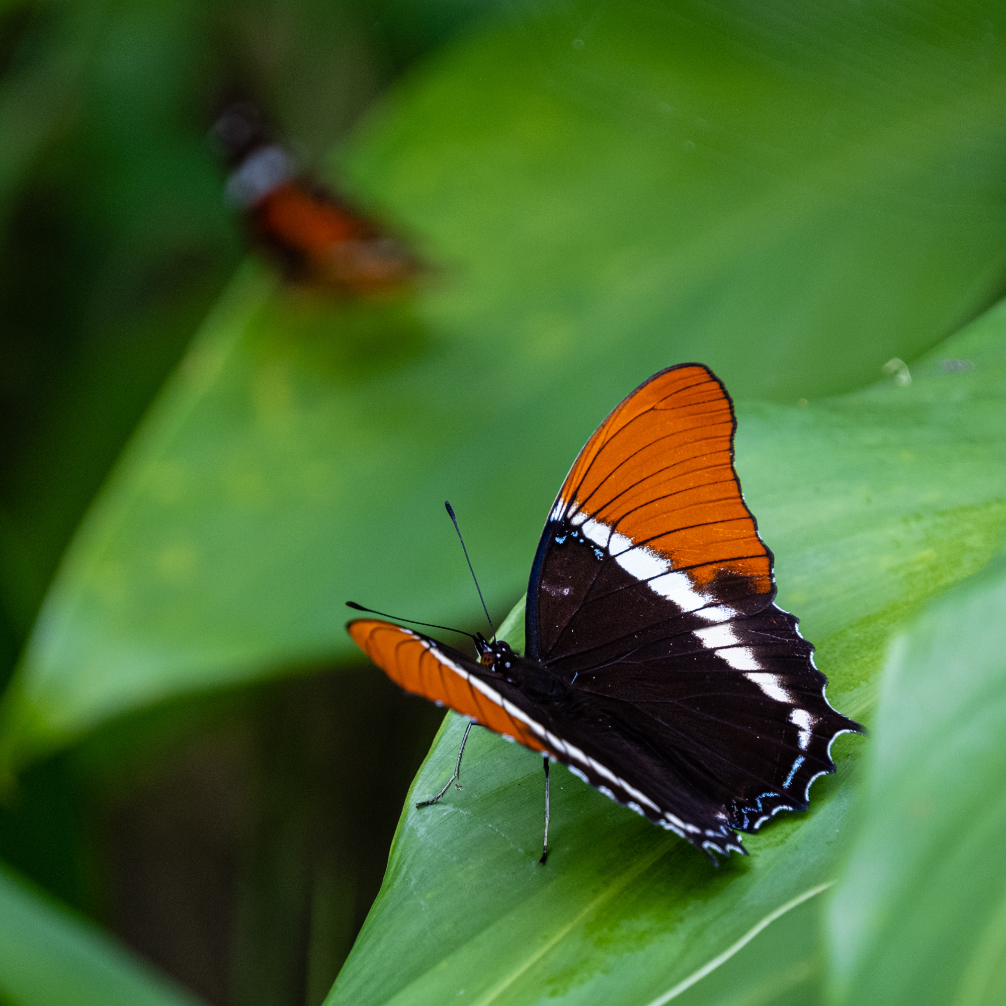 Colombian Butterflies