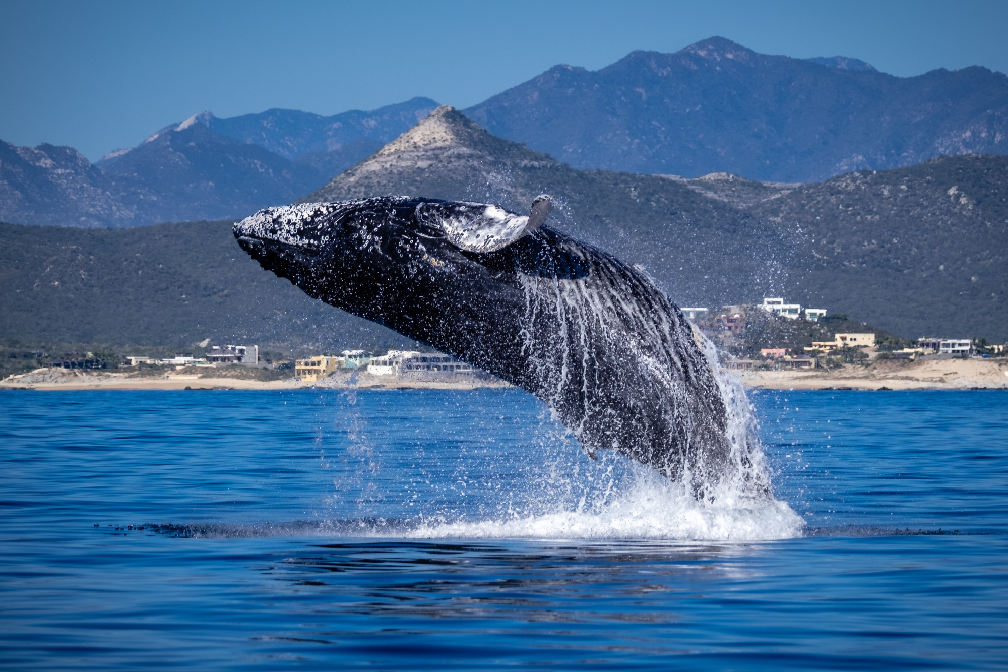 Humpback Breach